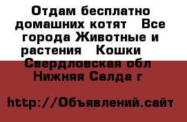 Отдам бесплатно домашних котят - Все города Животные и растения » Кошки   . Свердловская обл.,Нижняя Салда г.